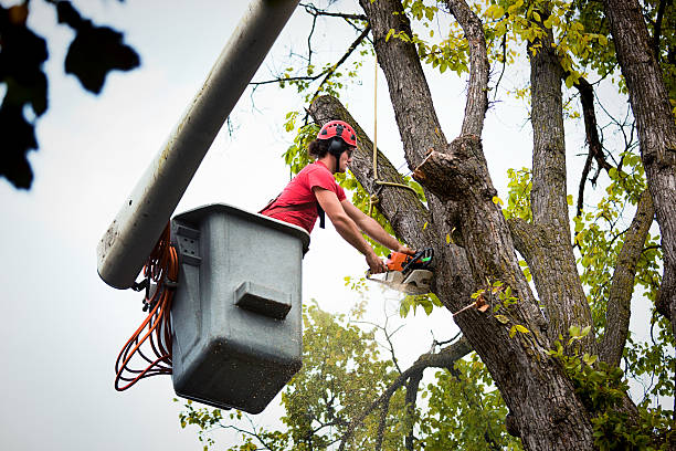 Why Choose Our Tree Removal Services in Rochester, NH?