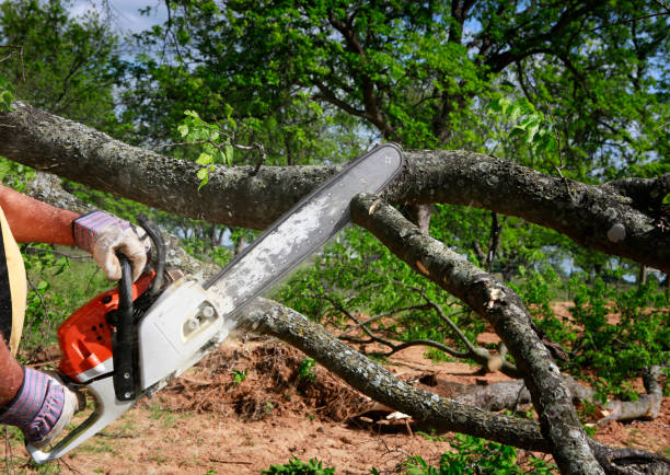 Reliable Rochester, NH Tree Services Solutions